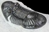 Paralejurus Trilobite Fossil - Top Quality Specimen #105163-5